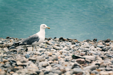 Obraz premium Seagull standing on the pebble shore of azure sea