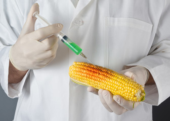 Scientist in genetic laboratory holding corn on the cob