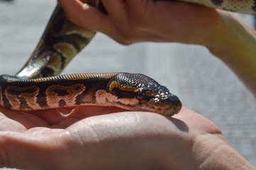 Fototapeta premium serpente
