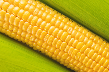 Young Sweet Corn on the Cob