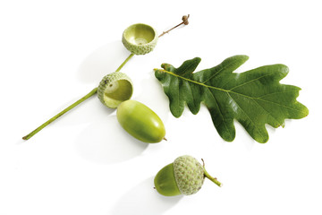 Eichen und Eichenbl&auml;tter