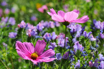 Gartenblumen mit Cosmea und Natterkopf