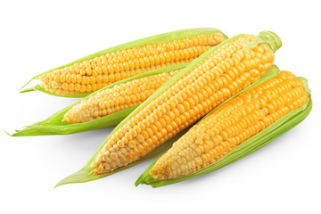 corn isolated