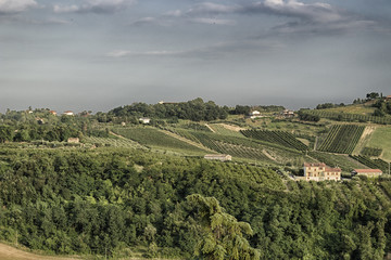 Vineyards on  hills at sunset