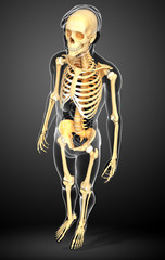 Male skeleton side view