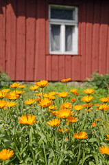 calendula marigold medical flowers in farm  near house