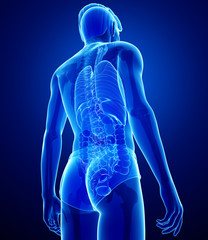 xray digestive system of male body