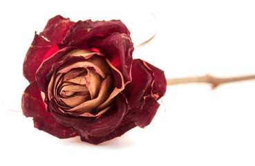 Dried red rose as a concept of aging