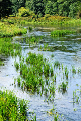 Obraz premium algae in river