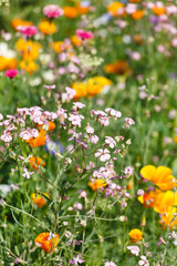 flowers field