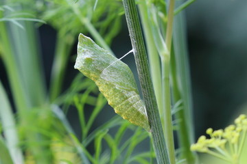 La chrysalide du papillon Machaon macro dans le jardin.