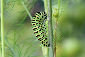 Transformation d'une chenille de papillon Machaon en chrysalide