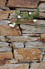 Stone wall with white flowers closeup .
