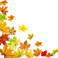 Naklejka na ściany i meble Maple autumn falling leaves, vector illustration.