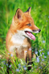 red fox pup