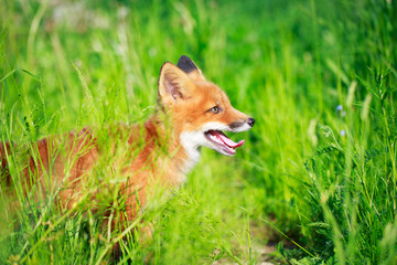 red fox pup