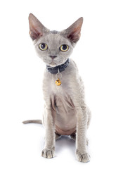 Fototapeta premium devon rex