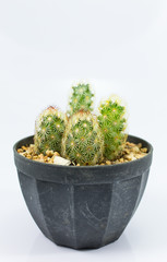 Close up cactus