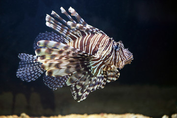 Fototapeta na wymiar Red lionfish, on a uniform dark background