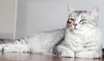 siberian cat, female silver type