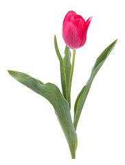 One tulip on white