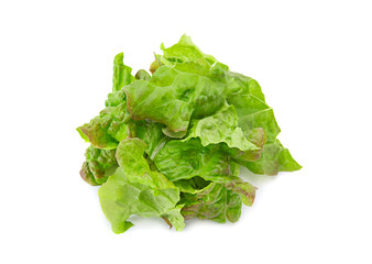 Ragged lettuce salad leaf