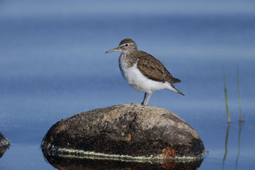 Common sandpiper, Tringa hypoleucos
