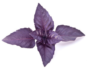 Blue basil leaves isolated on a white.