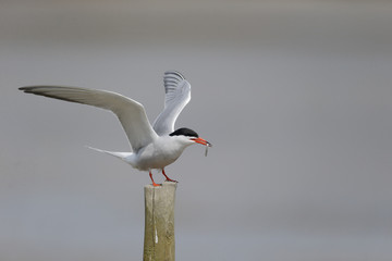 Common tern, Sterna hirundo