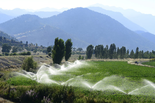 pancar tarlasında sulama yapmak