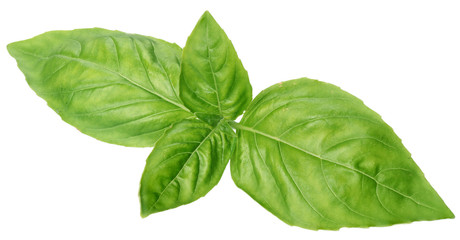Green basil leaves isolated on a white.