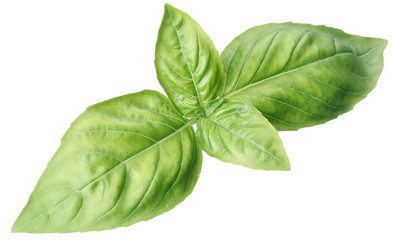 Green basil leaves isolated on a white.