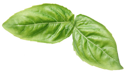 Green basil leaves isolated on a white.