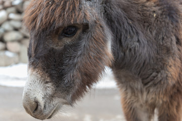 Fototapeta premium brown donkey head close up