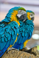 parrot bird sitting on the perch