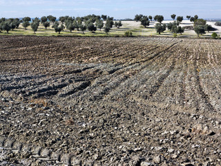 Olivos en Valdeciervos.Pinto. Madrid