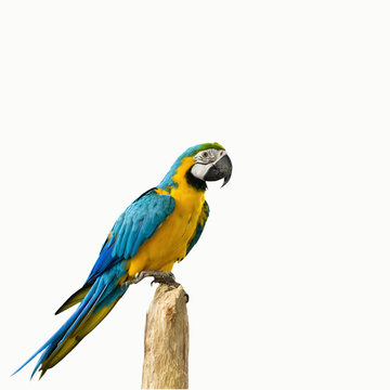 parrot bird sitting on the perch