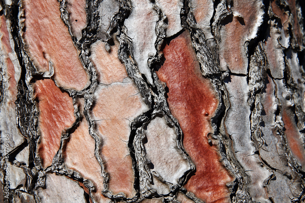 Wall mural Detail of pine tree bark in red