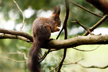 Squirrel eating nut on a branch..