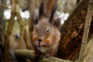 Squirrel eating nut or cone on a branch..