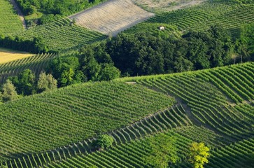 Fototapeta premium Langhe Weinberge - langhe vineyards 11