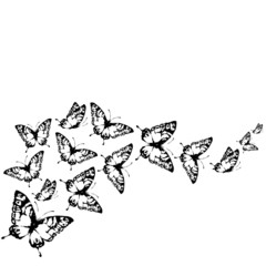 butterflies design
