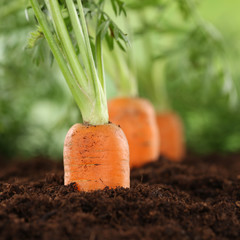Frische Karotten im Gemüse Garten