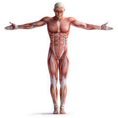 anatomy © adimas