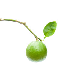 Lime isolated on white