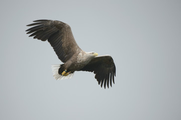 Eagle in Flight.