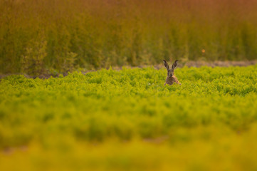 Brown Hare