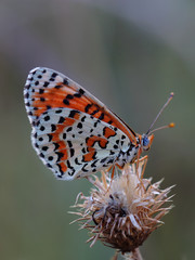 Butterfly - Spotted Fritillary (Melitaea didyma)