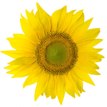 sunflower isolated on pure white background