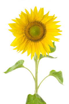 sunflower isolated on pure white background